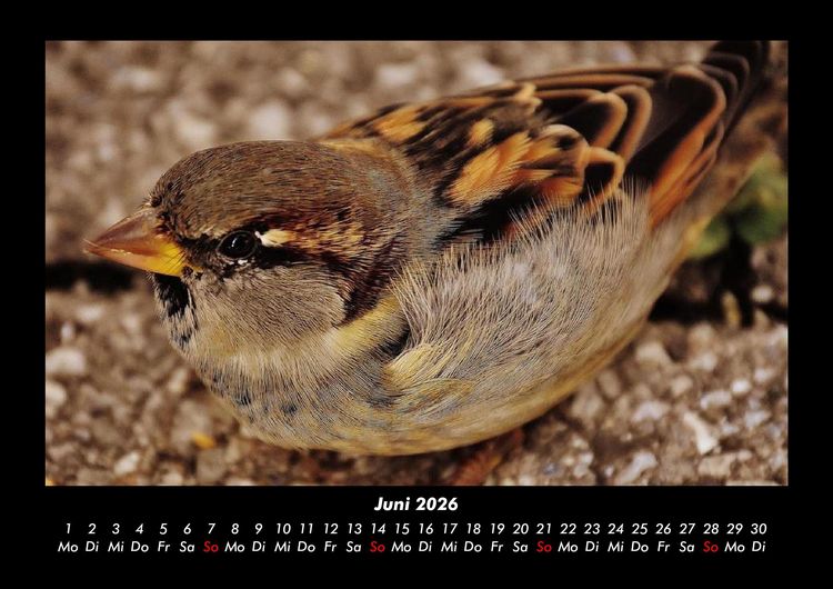 Produktbild: Welt der V&ouml;gel 2026 Fotokalender DIN A3