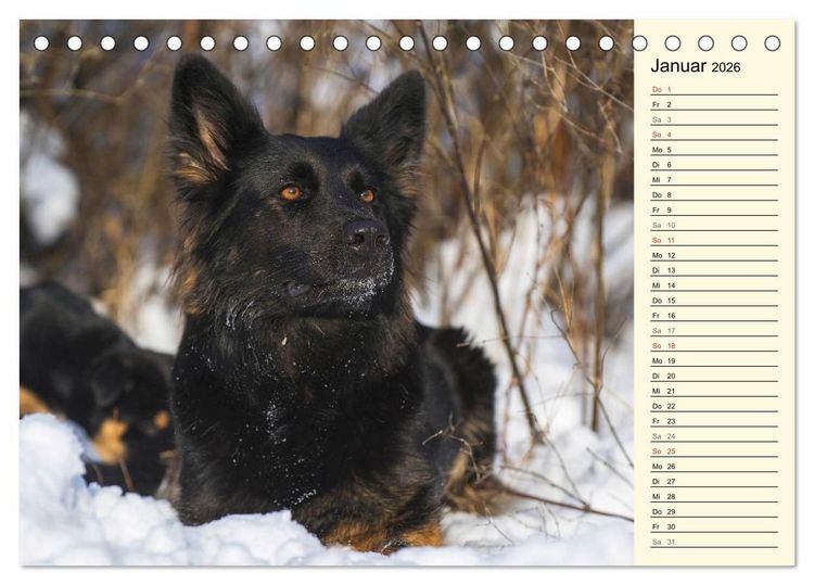 Produktbild: Altdeutsche H&uuml;tehunde - Fast vergessen (Tischkalender 2026 DIN A5 quer), CALVENDO Monatskalender
