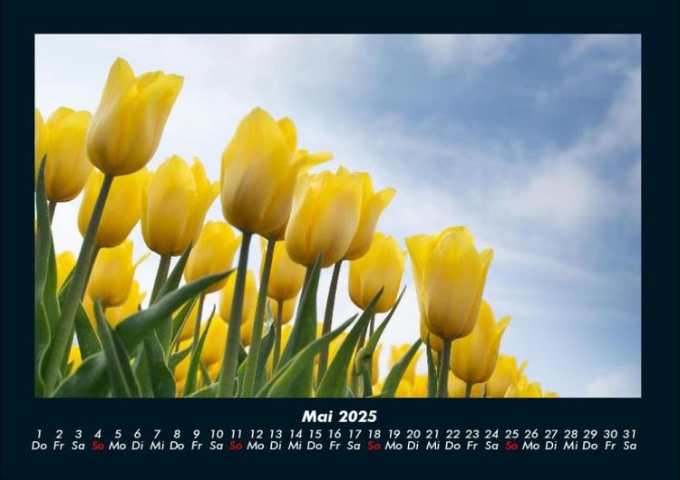 Produktbild: Pflanzen und Bl&uuml;ten 2025 Fotokalender DIN A4