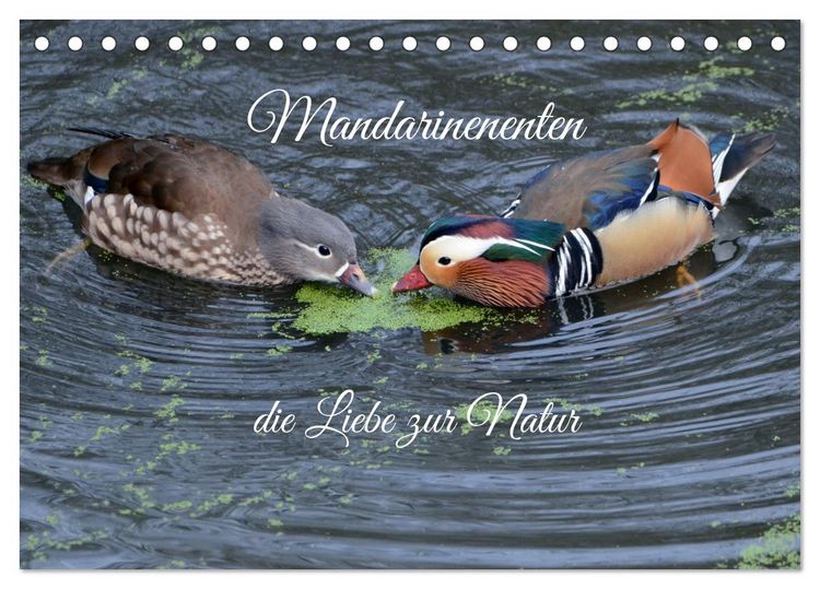Produktbild: Mandarinenenten, die Liebe zur Natur (Tischkalender 2026 DIN A5 quer), CALVENDO Monatskalender