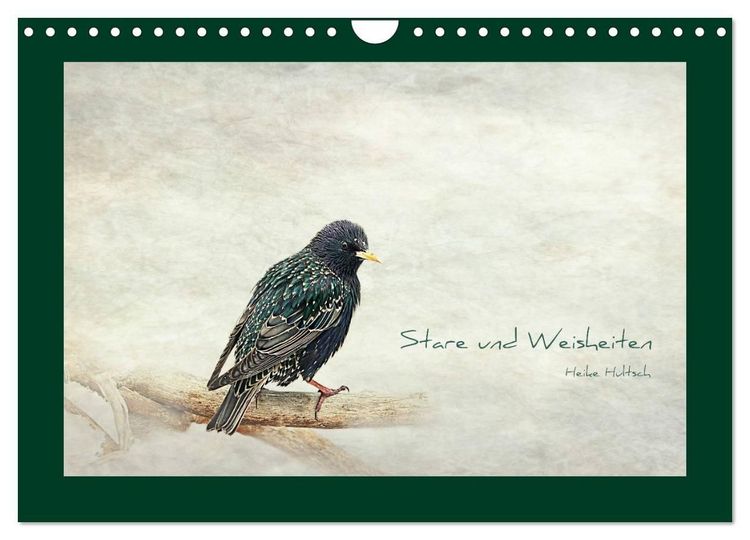 Produktbild: Stare und Weisheiten (Wandkalender 2027 DIN A4 quer), CALVENDO Monatskalender