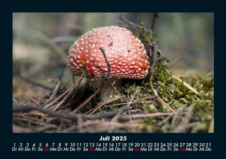 Produktbild: Pilzkalender 2025 Fotokalender DIN A5