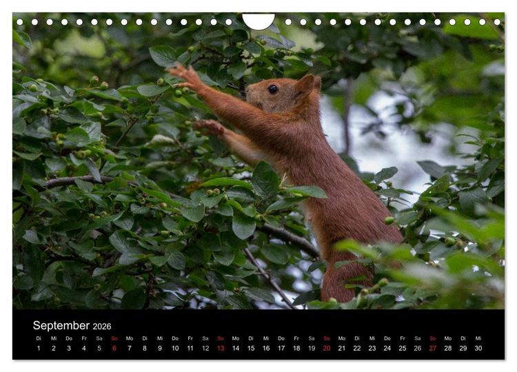 Produktbild: Mit dem Eichh&ouml;rnchen durchs Jahr (Wandkalender 2026 DIN A4 quer), CALVENDO Monatskalender