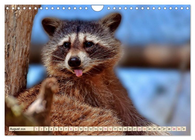 Produktbild: Waschb&auml;r - Niedlicher Allesfresser (Wandkalender 2026 DIN A4 quer), CALVENDO Monatskalender