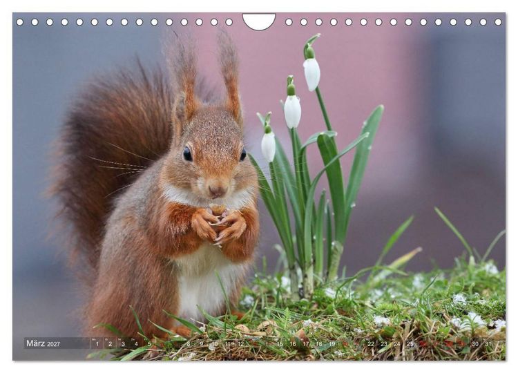 Produktbild: Eichh&ouml;rnchen Momentaufnahmen f&uuml;rs Herz (Wandkalender 2027 DIN A4 quer), CALVENDO Monatskalender