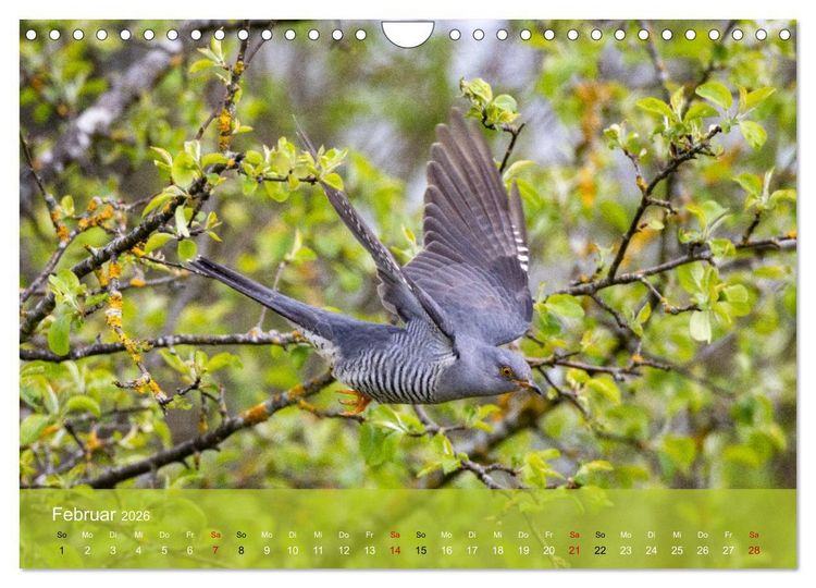 Produktbild: Kuckuck,Kuckuck,rufts aus dem Wald (Wandkalender 2026 DIN A4 quer), CALVENDO Monatskalender