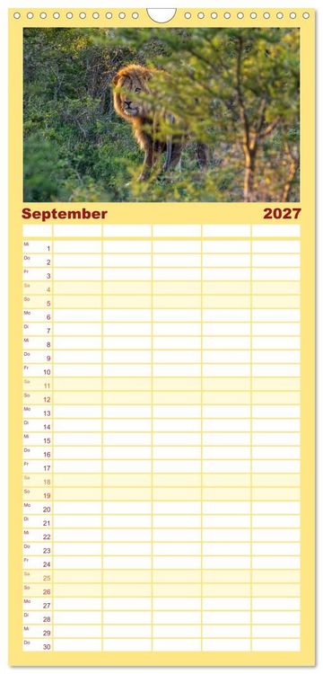 Produktbild: Familienplaner 2027 - L&ouml;wen in Botswana und S&uuml;dafrika mit 5 Spalten (Wandkalender, 21 x 45 cm) CALVENDO