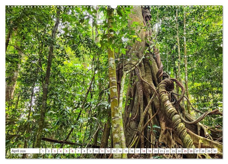 Produktbild: Gunung Leuser Nationalpark Sumatra (Wandkalender 2026 DIN A2 quer), CALVENDO Monatskalender