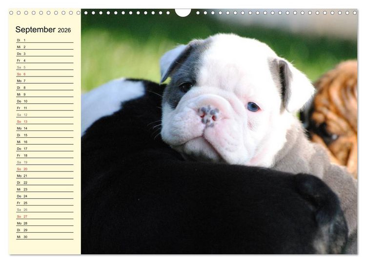 Produktbild: Bulldoggen-Moppelchen (Wandkalender 2026 DIN A3 quer), CALVENDO Monatskalender