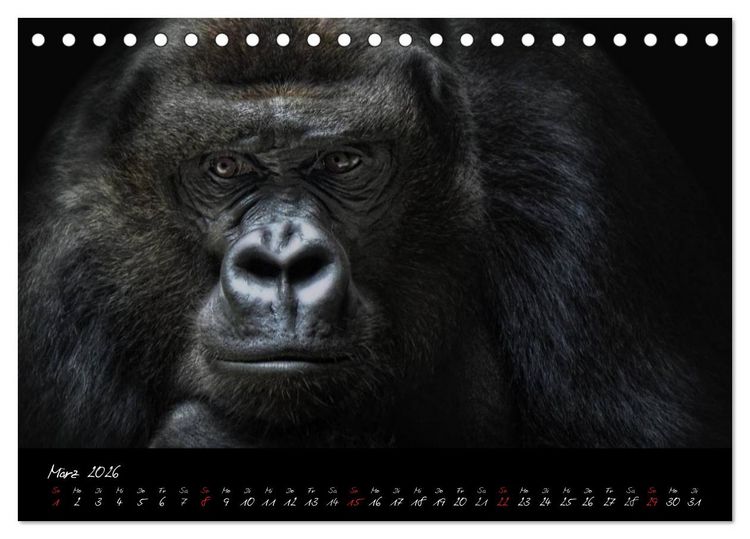 Produktbild: Gorilla (Tischkalender 2026 DIN A5 quer), CALVENDO Monatskalender