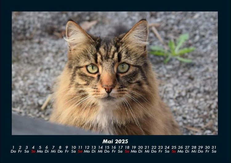 Produktbild: Tierkalender 2025 Fotokalender DIN A4