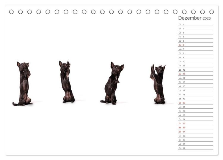Produktbild: Chihuahua - Die Welt der Kleinen (Tischkalender 2026 DIN A5 quer), CALVENDO Monatskalender