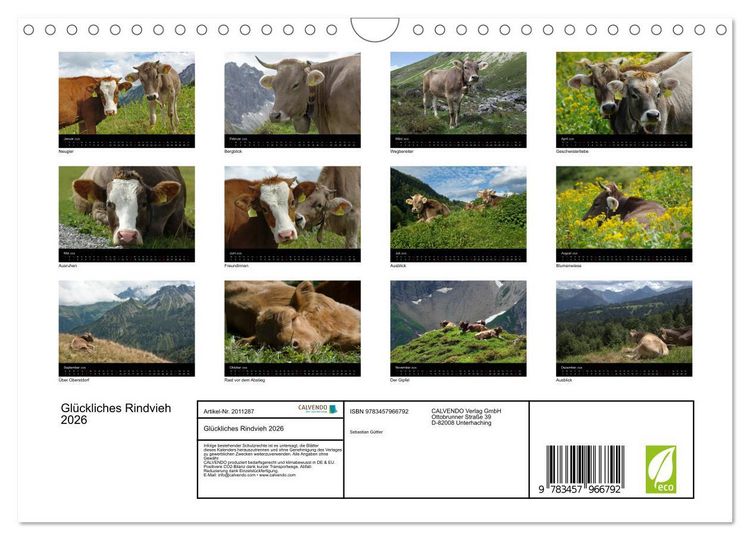 Produktbild: Gl&uuml;ckliches Rindvieh 2026 (Wandkalender 2026 DIN A4 quer), CALVENDO Monatskalender