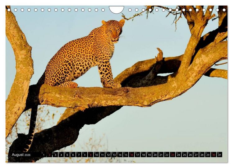 Produktbild: Faszination Afrika: Der Leopard (Wandkalender 2026 DIN A4 quer), CALVENDO Monatskalender