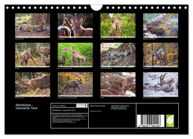 Produktbild: Steinb&ouml;cke - imposante Tiere (Wandkalender 2026 DIN A4 quer), CALVENDO Monatskalender