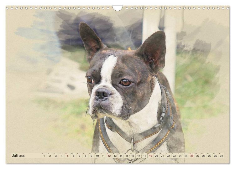 Produktbild: Franz&ouml;sische Bulldoggen 2026 (Wandkalender 2026 DIN A3 quer), CALVENDO Monatskalender