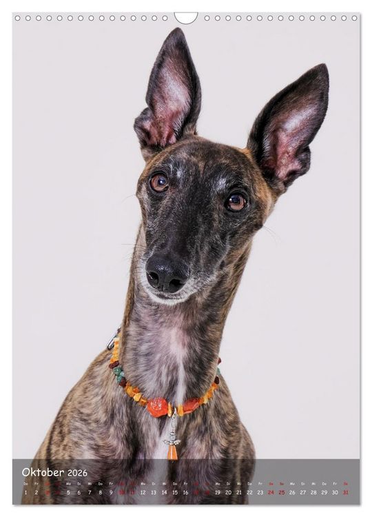Produktbild: Whippets im Portrait (Wandkalender 2026 DIN A3 hoch), CALVENDO Monatskalender