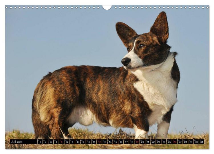 Produktbild: Welsh Corgi - Kobold auf 4 Pfoten (Wandkalender 2026 DIN A3 quer), CALVENDO Monatskalender