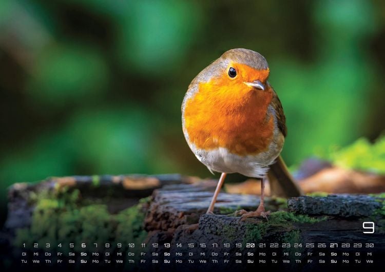 Produktbild: Waldtiere - Heimische Waldbewohner - Der Tierkalender - 2026 - Kalender DIN A2