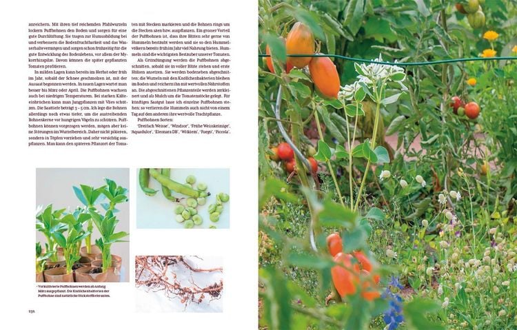Produktbild: Tomatengl&uuml;ck