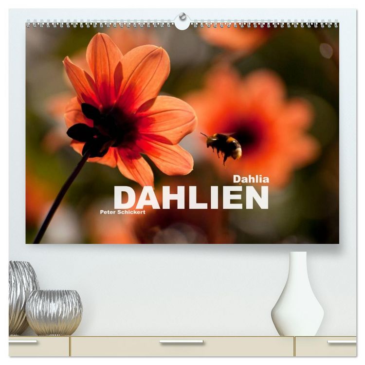 Produktbild: Dahlia - Dahlien (hochwertiger Premium Wandkalender 2026 DIN A2 quer), Kunstdruck in Hochglanz