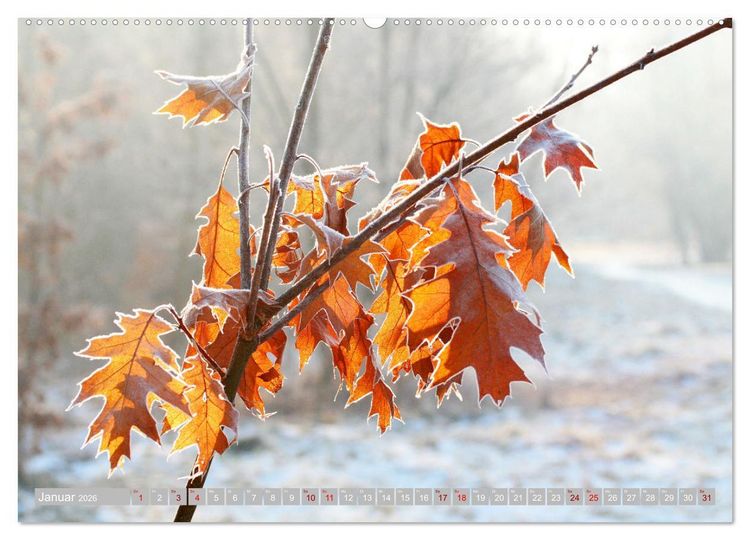 Produktbild: Natur, die bezaubert (Wandkalender 2026 DIN A2 quer), CALVENDO Monatskalender