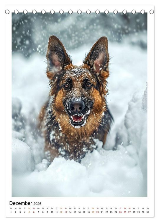 Produktbild: Hunde Lieblinge (Tischkalender 2026 DIN A5 hoch), CALVENDO Monatskalender