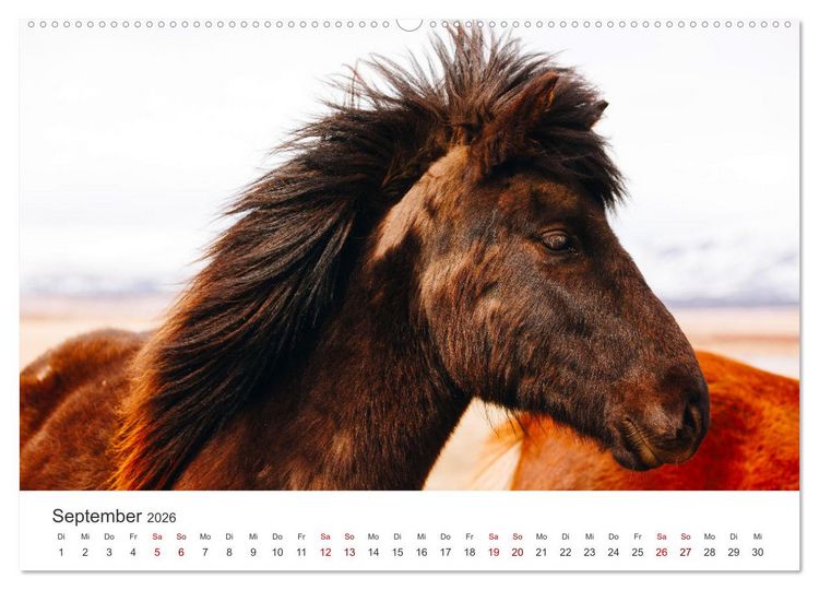 Produktbild: Freiheitsliebende Wildpferde (Wandkalender 2026 DIN A2 quer), CALVENDO Monatskalender