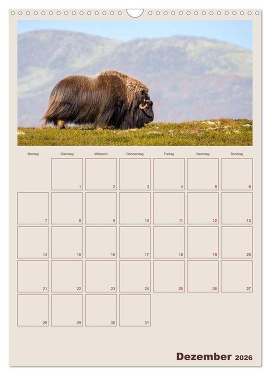 Produktbild: Moschusochsen - Norwegens gem&uuml;tliche Riesen (Wandkalender 2026 DIN A3 hoch), CALVENDO Monatskalender
