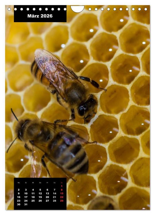 Produktbild: Bienen in ihrem geheimen Reich (Wandkalender 2026 DIN A4 hoch), CALVENDO Monatskalender