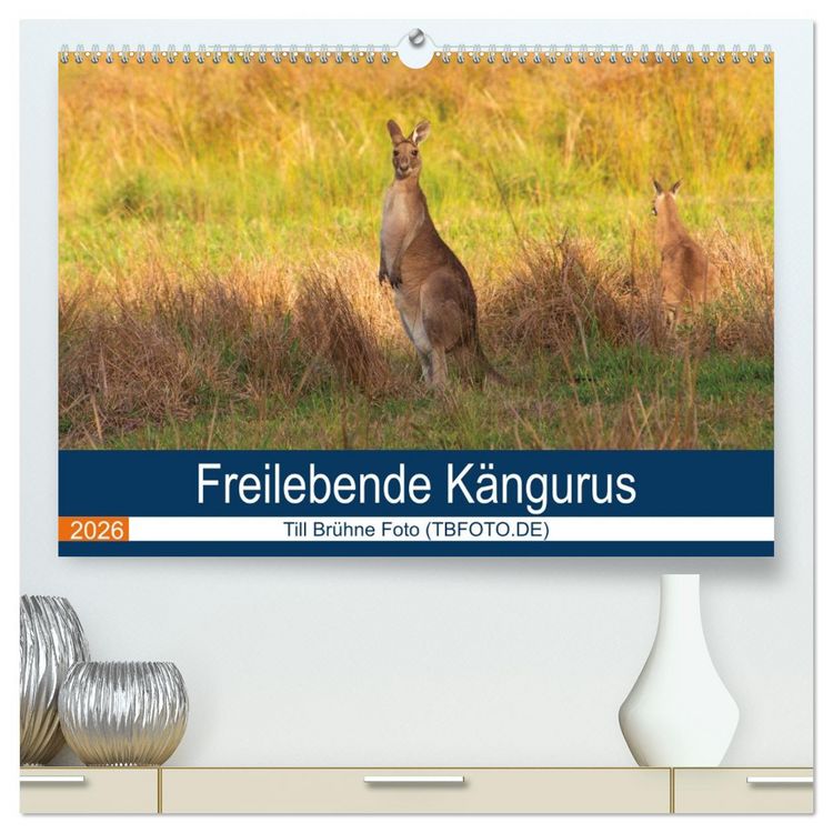 Produktbild: Freilebende K&auml;ngurus (hochwertiger Premium Wandkalender 2026 DIN A2 quer), Kunstdruck in Hochglanz