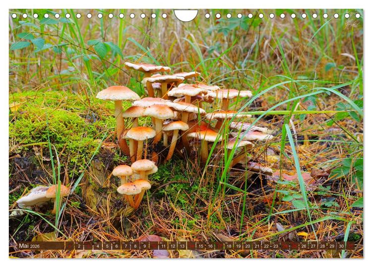 Produktbild: Herbstzeit ist Pilzezeit (Wandkalender 2026 DIN A4 quer), CALVENDO Monatskalender