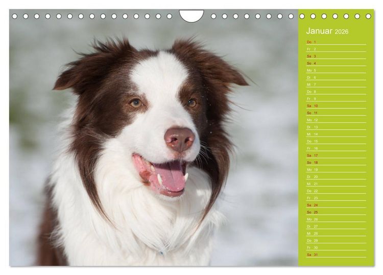 Produktbild: Border Collies - nicht nur schwarzwei&szlig; (Wandkalender 2026 DIN A4 quer), CALVENDO Monatskalender