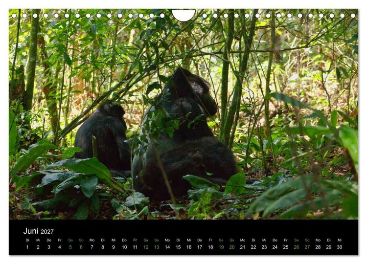 Produktbild: Ugandas friedliche Berggorillas (Wandkalender 2027 DIN A4 quer), CALVENDO Monatskalender