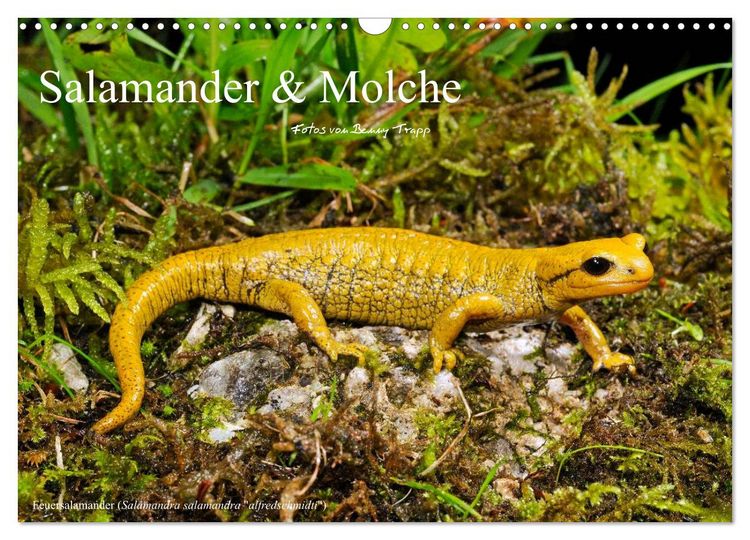Produktbild: Salamander und Molche (Wandkalender 2026 DIN A3 quer), CALVENDO Monatskalender