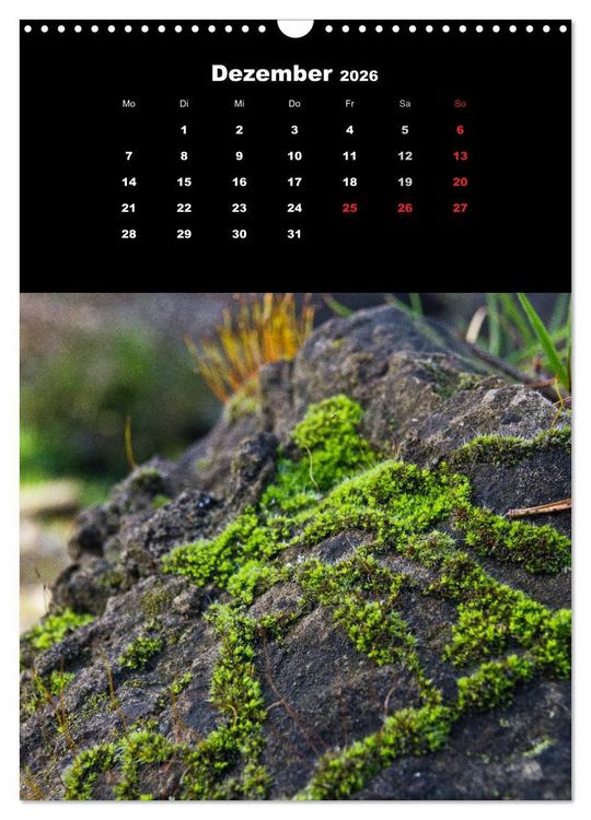 Produktbild: Die Welt der Moose. Ein Blick nach unten (Wandkalender 2026 DIN A3 hoch), CALVENDO Monatskalender