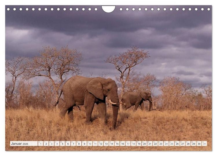 Produktbild: S&uuml;dafrika / Landschaften & Tiere / Christian Heeb (Wandkalender 2026 DIN A4 quer), CALVENDO Monatskalender
