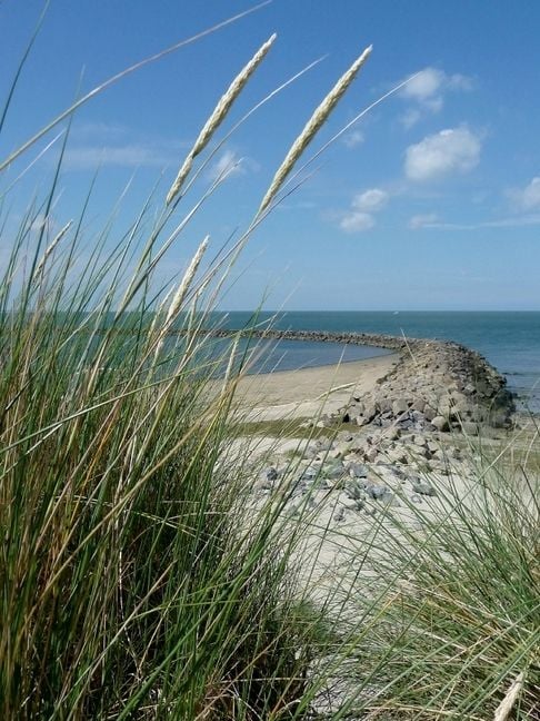 Produktbild: CALVENDO Puzzle Bl&uuml;hender Strandhafer und Blick auf eine Buhne | 1000 Teile Lege-Gr&ouml;&szlig;e 64x48cm Foto-Puzzle f&uuml;r gl&uuml;ckliche Stunden