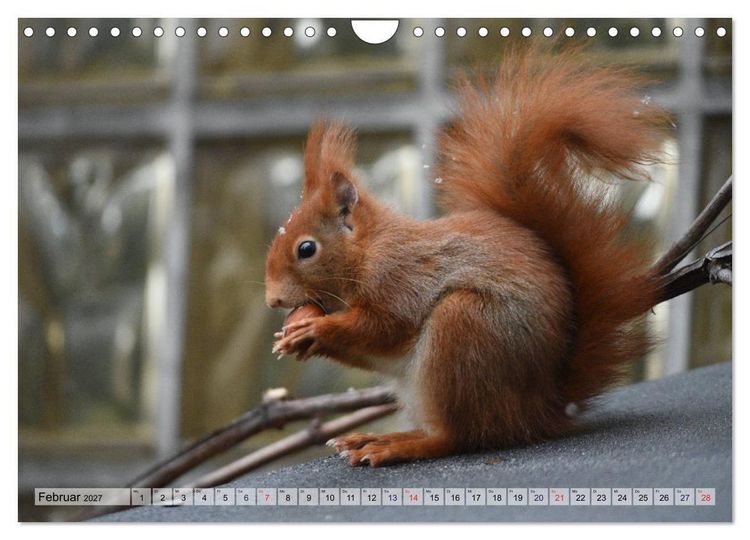 Produktbild: Eichh&ouml;rnchen-Spa&szlig; (Wandkalender 2027 DIN A4 quer), CALVENDO Monatskalender