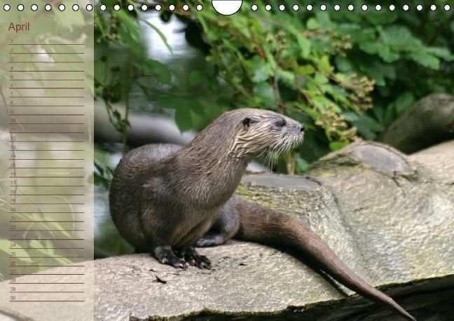 Produktbild: Fischotter Geburtstagskalender (Wandkalender immerw&auml;hrend DIN A4 quer)