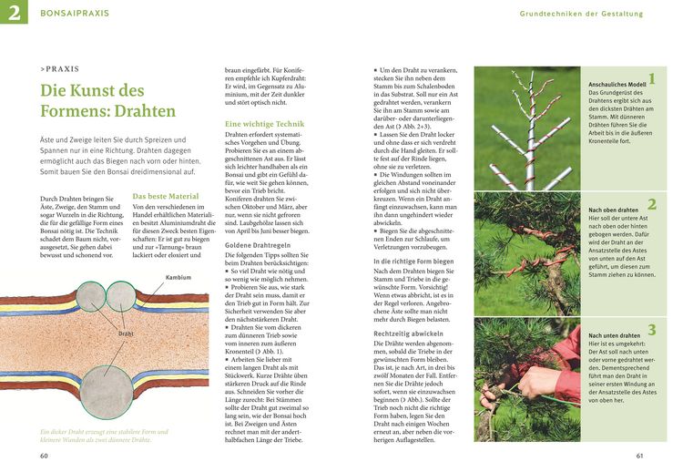 Produktbild: Bonsai ziehen, gestalten und pflegen