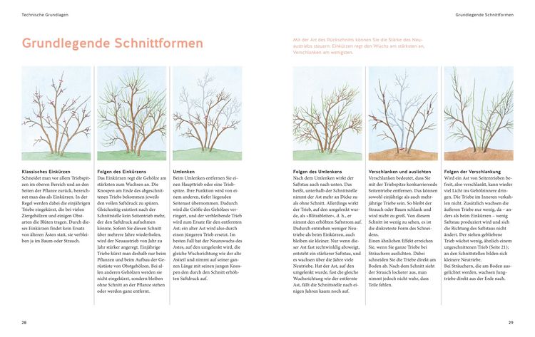 Produktbild: Pflanzenschnitt