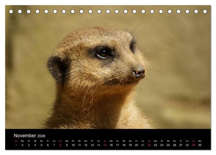 Produktbild: Erdm&auml;nnchen &ndash; Zusammen sind wir stark (Tischkalender 2026 DIN A5 quer), CALVENDO Monatskalender