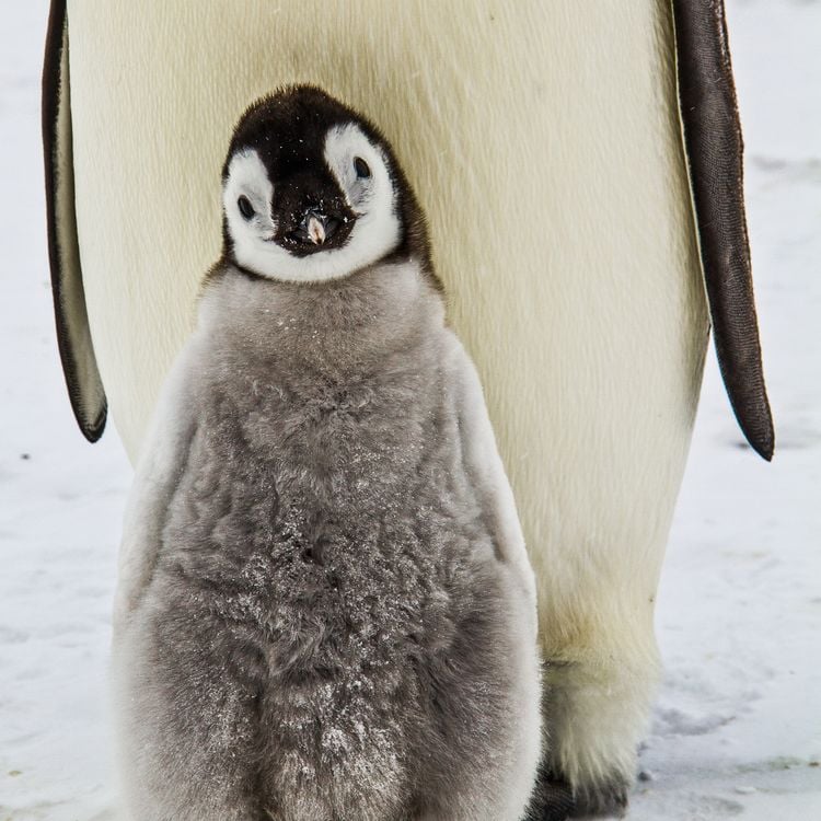 Produktbild: Penguins 2027
