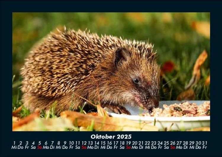 Produktbild: Tiere in der Wildnis 2025 Fotokalender DIN A5