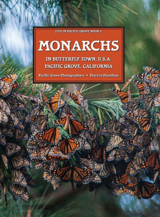 Produktbild: MONARCHS In Butterfly Town U.S.A., Pacific Grove, California