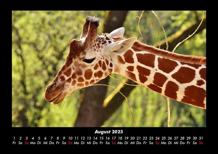 Produktbild: Giraffen 2025 Fotokalender DIN A3