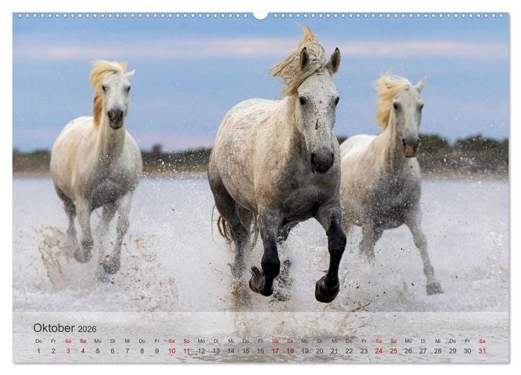 Produktbild: Die wei&szlig;en Pferde der Camargue (hochwertiger Premium Wandkalender 2026 DIN A2 quer), Kunstdruck in Hochglanz