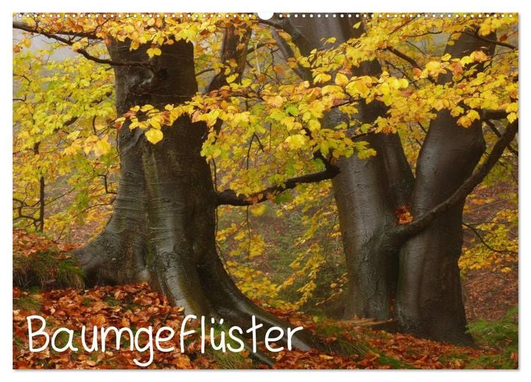 Produktbild: Baumgefl&uuml;ster (Wandkalender 2026 DIN A2 quer), CALVENDO Monatskalender
