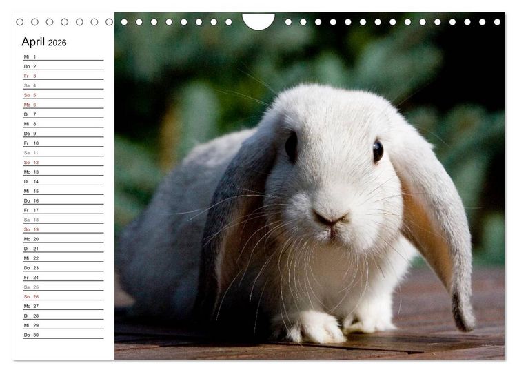 Produktbild: Kaninchen - knuddelige Hausgenossen (Wandkalender 2026 DIN A4 quer), CALVENDO Monatskalender